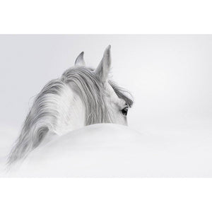 Andalusian Horse In The Mist