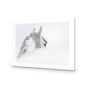 Andalusian Horse In The Mist | Classic Acrylic | No Frame With Border
