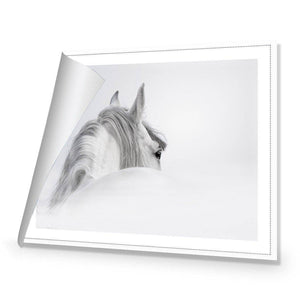 Andalusian Horse In The Mist | Classic Canvas | No Frame | Rolled Canvas