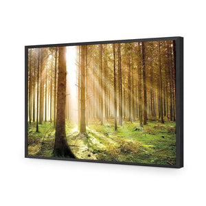 Autumn Pine Forest | Classic Acrylic | Flat Frame No Border | Black