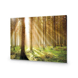 Autumn Pine Forest | Classic Acrylic | No Frame No Border