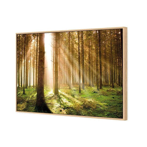 Autumn Pine Forest | Classic Canvas | Floating Frame | Oak