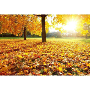 Autumn Sunshine | Classic Canvas | No Frame | Stretched Canvas