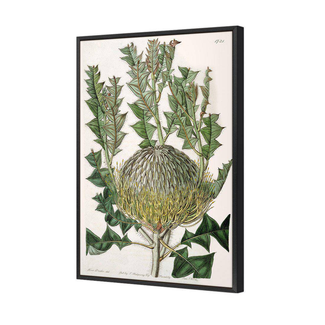 Banksia Speciosa | Standard Canvas | Floating Frame | Black