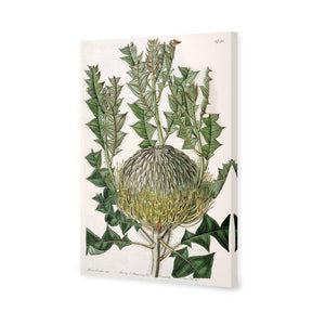 Banksia Speciosa | Standard Canvas | No Frame | Stretched Canvas