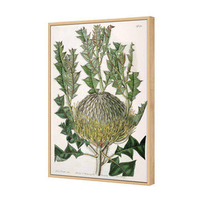 Banksia Speciosa | Standard Canvas | Floating Frame | Oak