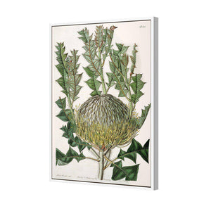 Banksia Speciosa | Standard Canvas | Floating Frame | White