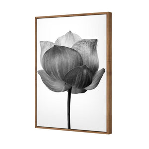 Black Lotus | Standard Canvas | Floating Frame | Natural