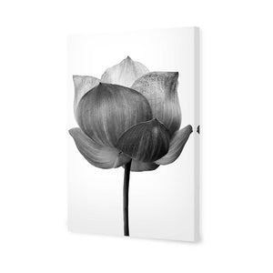 Black Lotus | Standard Canvas | No Frame | Stretched Canvas