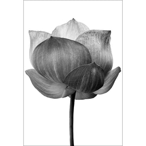 Black Lotus