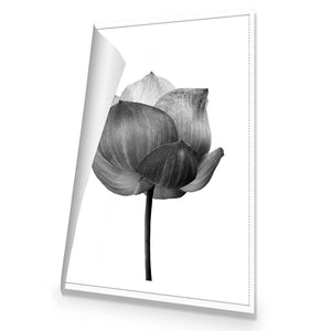 Black Lotus | Standard Canvas | No Frame | Rolled Canvas