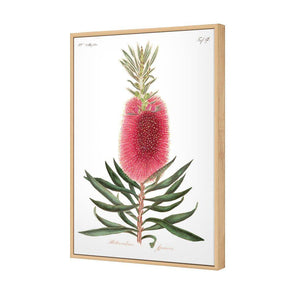 Bottlebrush Pink Botanical Illustration | Classic Canvas | Floating Frame | Oak