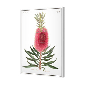 Bottlebrush Pink Botanical Illustration | Classic Canvas | Floating Frame | White