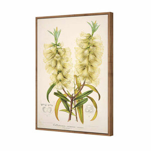 Bottlebrush White | Standard Canvas | Floating Frame | Natural