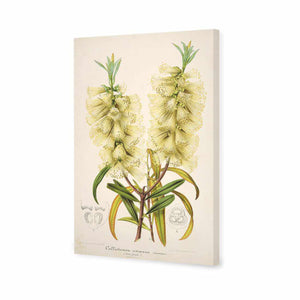 Bottlebrush White | Standard Canvas | No Frame | Stretched Canvas