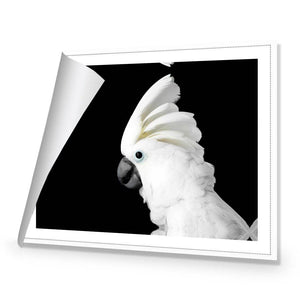 Cassie the Cockatoo | Standard Canvas | No Frame | Rolled Canvas