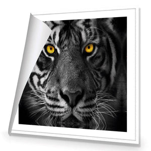 Cat Stare | Standard Canvas | No Frame | Rolled Canvas