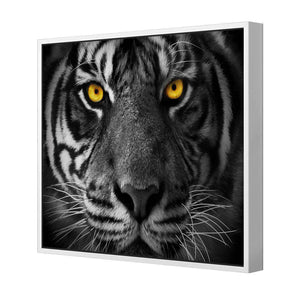 Cat Stare | Standard Canvas | Floating Frame | White