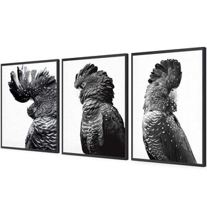 Cockatoos Trio, B&W Art Set | Classic Acrylic | Flat Frame No Border | Black