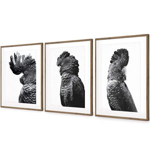 Cockatoos Trio, B&W Art Set | Classic Acrylic | Flat Frame With Border | Natural