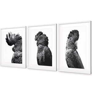 Cockatoos Trio, B&W Art Set | Classic Acrylic | Flat Frame With Border | White