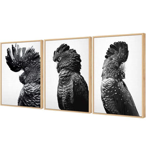 Cockatoos Trio, B&W Art Set | Classic Canvas | Floating Frame | Oak