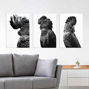 Cockatoos Trio, B&W Art Set | Classic Canvas | No Frame | Stretched Canvas