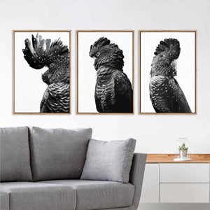 Cockatoos Trio, B&W Art Set | Classic Canvas | No Frame | Stretched Canvas