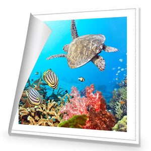 Coral Sea, Square | Standard Canvas | No Frame | Rolled Canvas