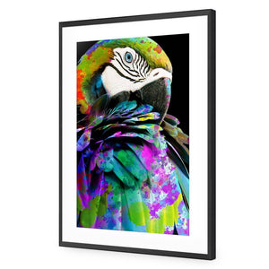 Coy Macaw | Standard Acrylic | Flat Frame With Border | Black