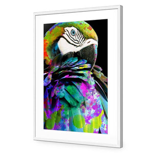 Coy Macaw | Standard Acrylic | Flat Frame With Border | Natural