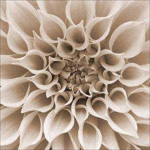 Dahlia Delight, Sepia