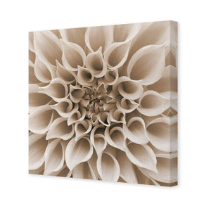 Dahlia Delight, Sepia | Standard Canvas | No Frame | Stretched Canvas