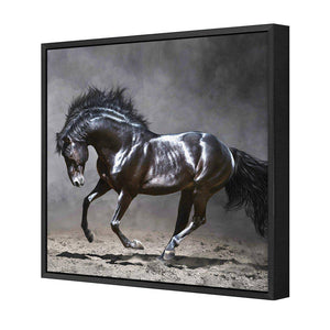 Dark Horse, Moonlight | Standard Canvas | Floating Frame | Black