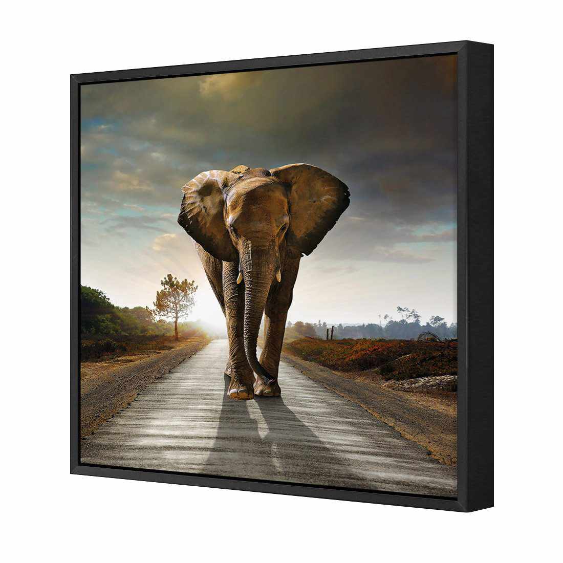Determined Elephant | Standard Canvas | Floating Frame | Black