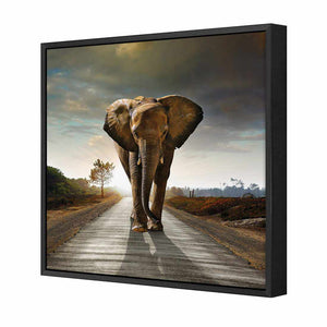 Determined Elephant | Standard Canvas | Floating Frame | Black