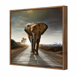 Determined Elephant | Standard Canvas | Floating Frame | Natural