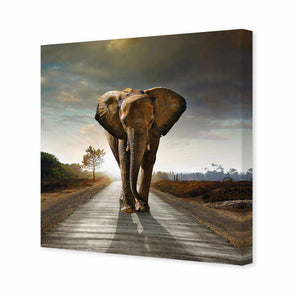 Determined Elephant | Standard Canvas | No Frame | Stretched Canvas