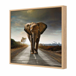 Determined Elephant | Standard Canvas | Floating Frame | Oak