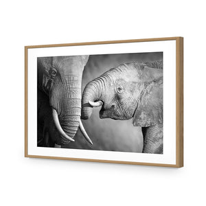 Elephant And Mum, B&W | Standard Acrylic | Flat Frame With Border | Oak