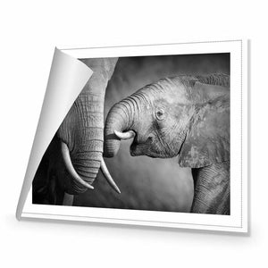Elephant And Mum, B&W | Standard Canvas | No Frame | Rolled Canvas