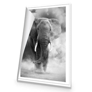 Elephant In Dust, B&W | Standard Canvas | No Frame | Rolled Canvas