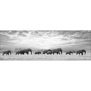 Elephant Trail, B&W
