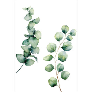 Eucalyptus Duo