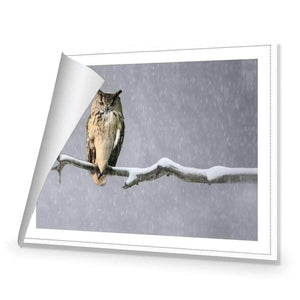 Eurasian Eagle Owl | Classic Canvas | No Frame | Rolled Canvas