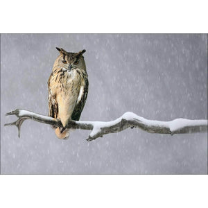 Eurasian Eagle Owl | Classic Canvas | No Frame | Stretched Canvas