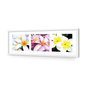 Frangipani Montage | Classic Acrylic | Flat Frame No Border | White