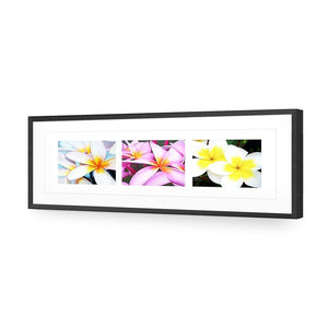 Frangipani Montage | Classic Acrylic | Flat Frame With Border | Black