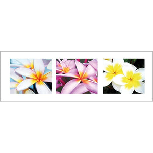 Frangipani Montage | Classic Canvas | No Frame | Stretched Canvas