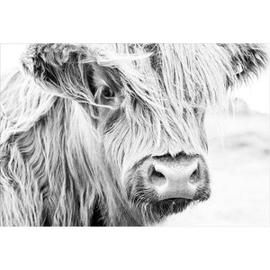 Henrietta the Highland Cow